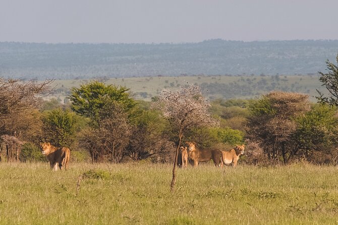 7-Day Tanzania Odyssey Safari- High End Tour - Activities and Attractions