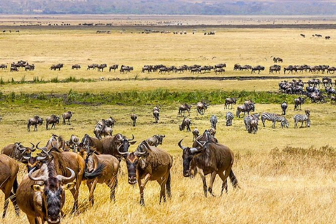 7 Days Great Migration Safari - Discovering Lake Eyasi
