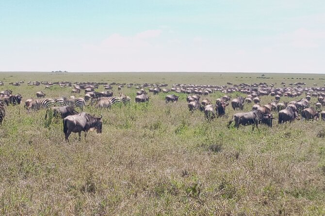 7 Days Mt Kilimanjaro,Tarangire NP, Ngorongoro, Serengeti NP, Lake Manyara NP - Highlights of the Tour