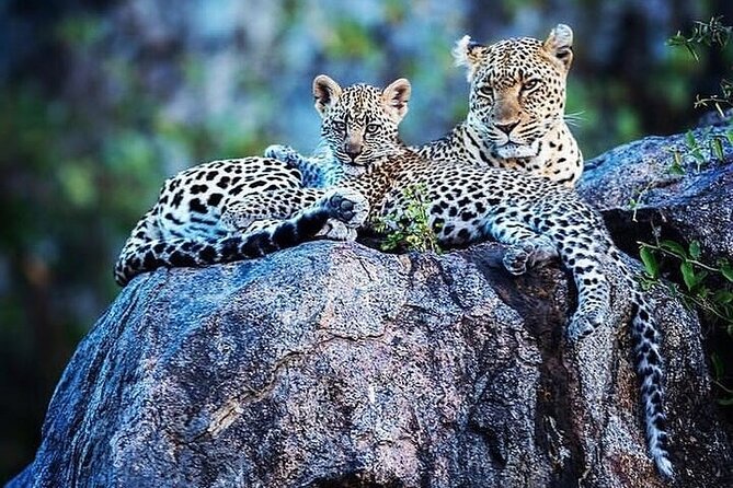 7 Days Rhino Ngorongoro Crater Safari Tour - Accommodation Options