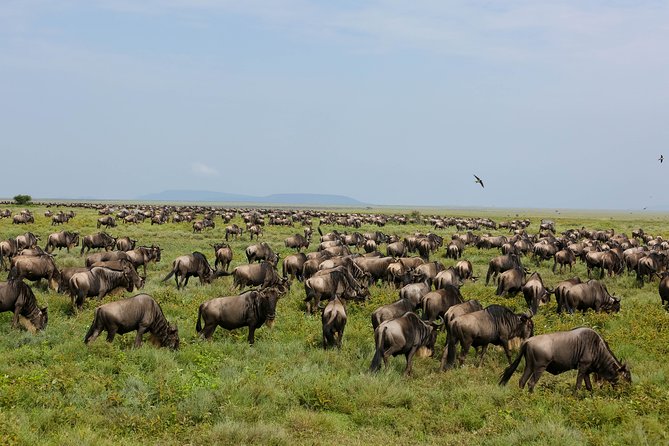 7 Days Safari. Serengeti, Tarangire, Lake Manyara & Ngorongoro Crater. - Pricing Details