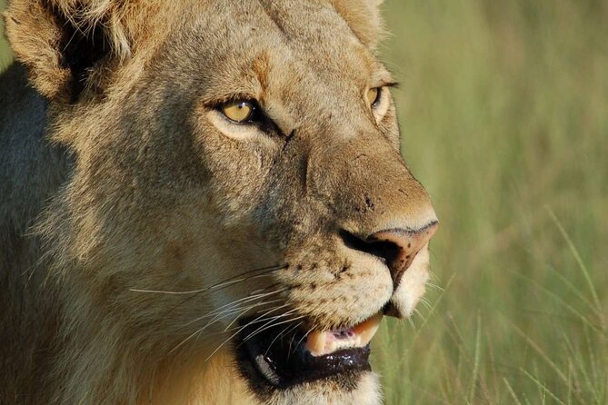 7 Days Tanzania Luxury Safaris - Culinary Experiences on Safari