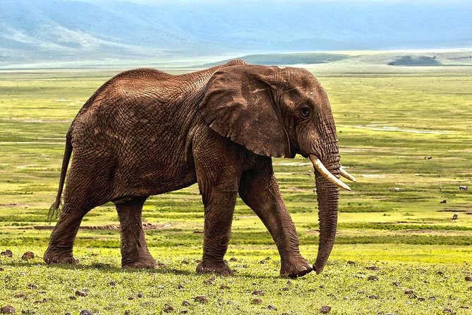 7 Days Tarangire, Serengeti, Ngorongoro & Manyara Camping Safari Tour Tanzania - Pricing and Booking Information
