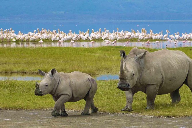 7 Days Tarangire, Serengeti, Ngorongoro & Manyara Joining Group Safari Tour - Pickup, Dropoff, and Meeting Point