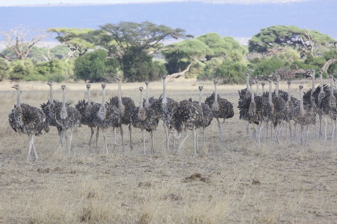 8 Day Masai Mara, Lake Nakuru, Lake Naivasha Amboseli Safari - Exclusions Overview