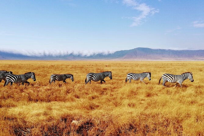 8-Day Private Guided Tanzania Safari With Pick up - Guided Safari Experience