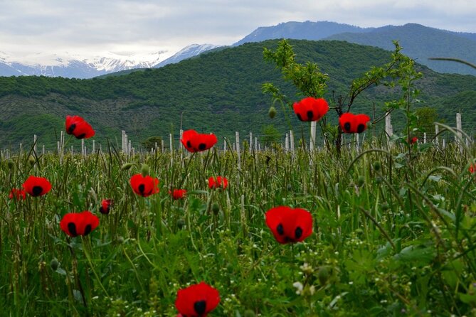 8-Day Small-Group Sightseeing Tour of Georgia - Cancellation Policy and Support