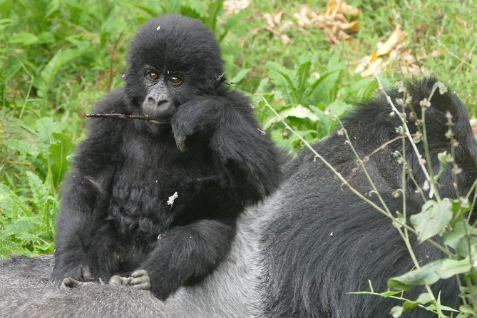 8 Days Amboseli Lake Nakuru Masai Mara Lake Naivasha Safari - Booking Process
