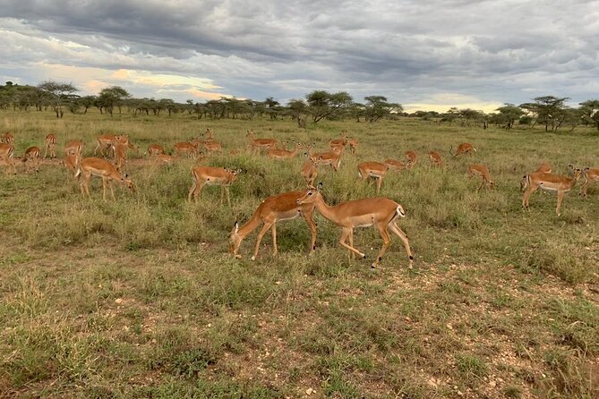 8 Days Fantastic Safari of Tanzania Midrange Tour - Ngorongoro Crater