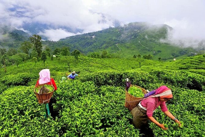 8 Days Kerala Private Tour Covering Kochi- Munnar- Periyar- Alleppey and Kovalam - Meeting and Pickup Information