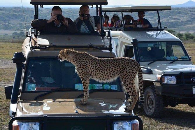 8 Days Tanzania Wildlife Safari Experience - Accommodations and Logistics