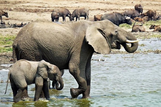 8 Days Uganda Primate & Wildlife Safari Tour - Wildlife Viewing Opportunities