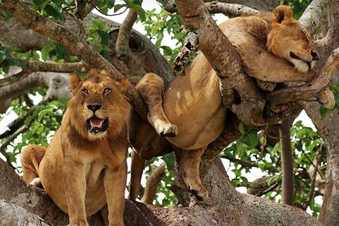 8 Days Uganda Primates Safari - Bwindi Impenetrable National Park