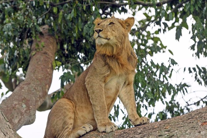 9 Days Adventure And Wildlife Safari - Inclusions and Exclusions