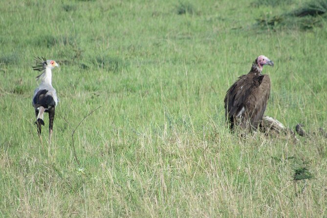 9 Days Amboseli-Ol Pejeta-The Ark-Nakuru-Naivasha-Masai Mara - Accessibility Features