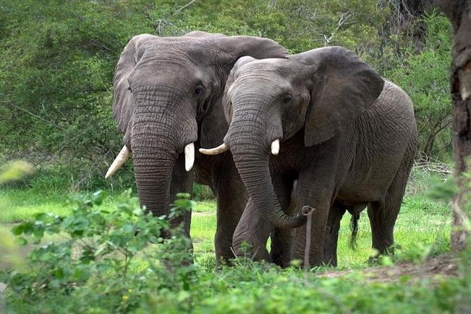 9-Days Best of Kenya Wildlife Private 4X4 Jeep Safari - Vibrant Cultural Interactions