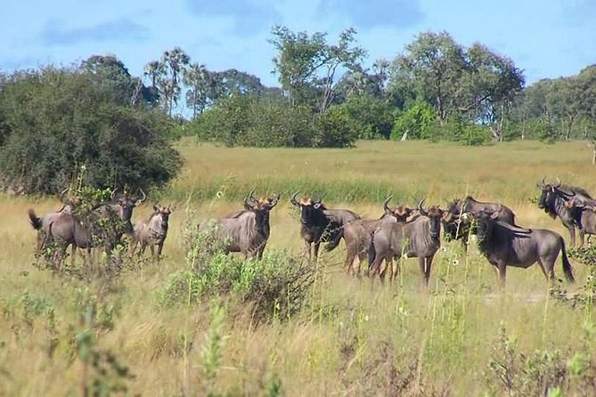 A Day Trip to Saadani National Park From Dar Es Salaam / Zanzibar - Pricing and Reviews
