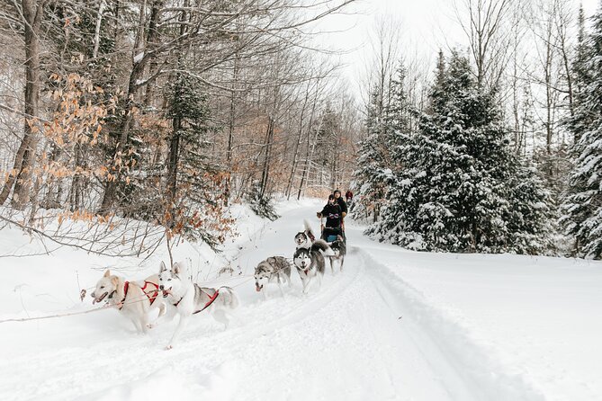 A Day With a Bite for Sled Dogs - Booking and Confirmation Process