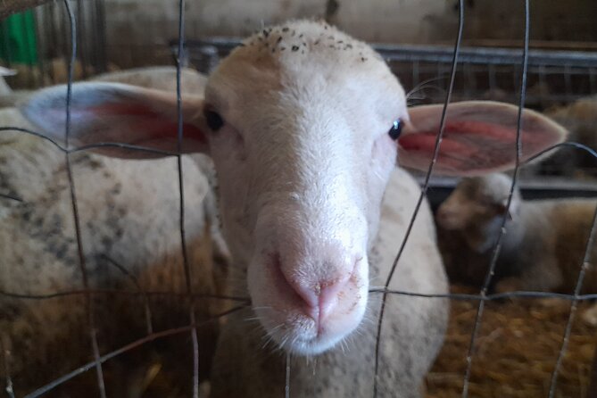 A Day With the Shepherd Milking Sheeps and Making Cheese in the National Park of Abruzzo - Cheese-Making Techniques