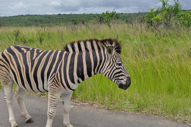 A Full Day Safari Tour to the Hluhluwe Imfolozi Big 5 Game Reserve - Accessibility and Suitability Considerations