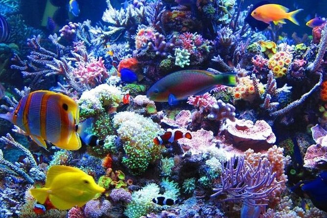 Access Entrance Ticket to AquaRio Aquarium - Including Transport and Ticket - Questions About Your Stay