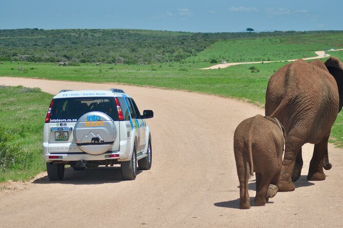 Addo Elephant Park All-Inclusive Day Safari From Port Elizabeth - Wildlife You Can Expect