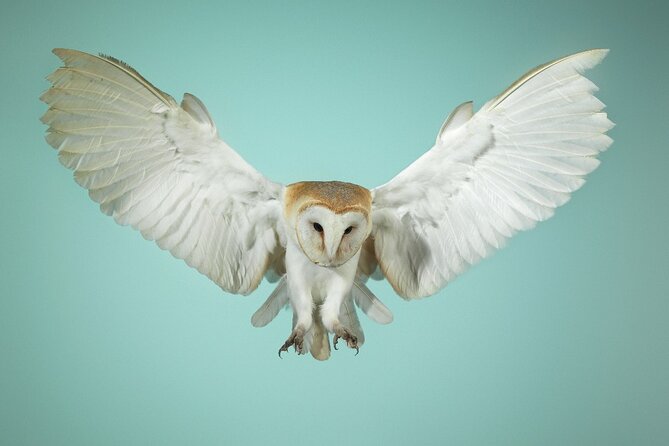 Admission Pass to Eagle Heights in Kent - Booking and Cancellation Policy