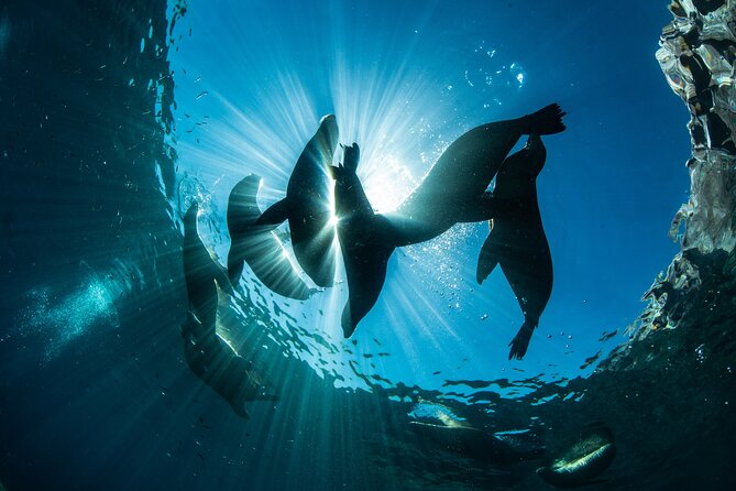 Adventure to Espiritu Santo Island: Snorkel With Sea Lions and Beach - Educational Aspects of the Tour
