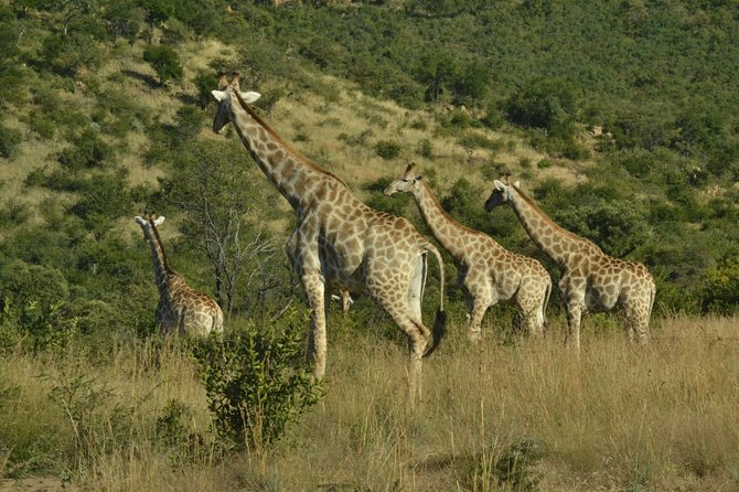 African Safari in Pilanesberg National Park - 1 Day Adventure - Getting There
