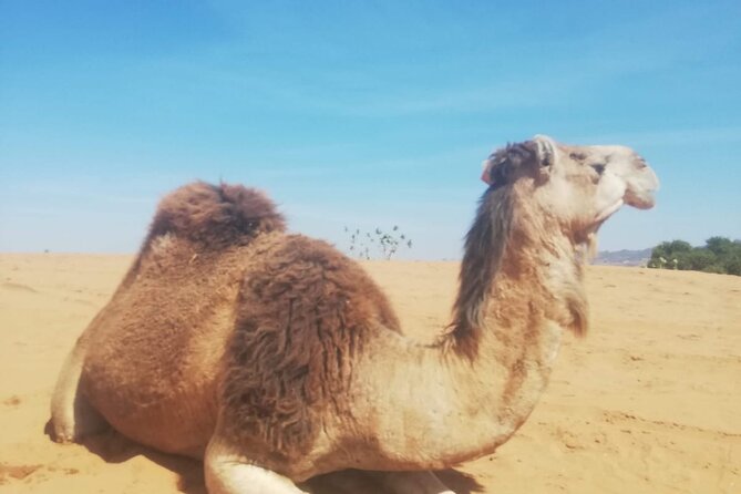 Agadir Sunset on Camel Ride With Barbecue - Reviews and Feedback