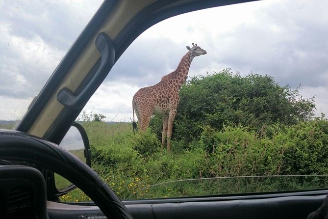 Airport Pick Up To Nairobi National Park / Drop Off - Traveler Reviews