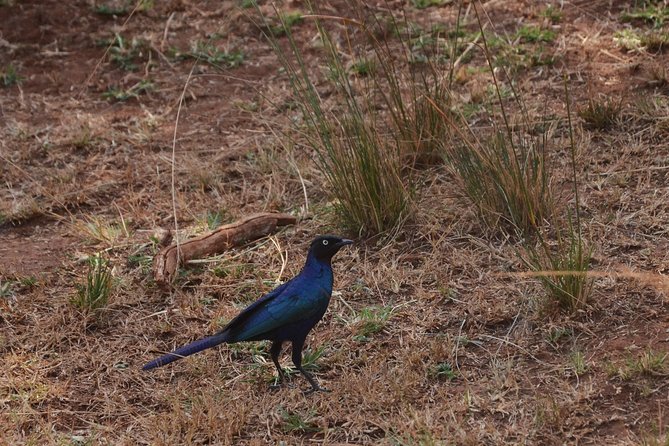 Akagera National Park - Getting to Akagera National Park