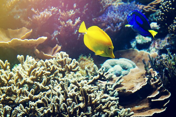 All Inclusive Bali Blue Lagoon Snorkeling With Lunch and Transport - Snorkeling Experience Details