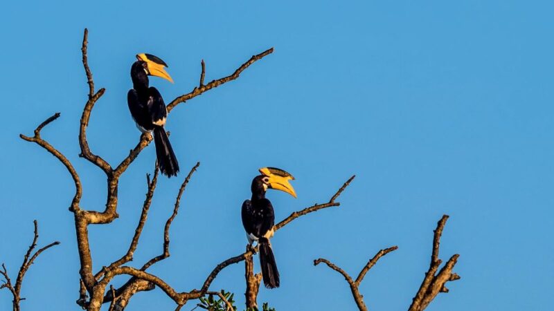 All-Inclusive Morning Game Drive at Bundala National Park - Important Information