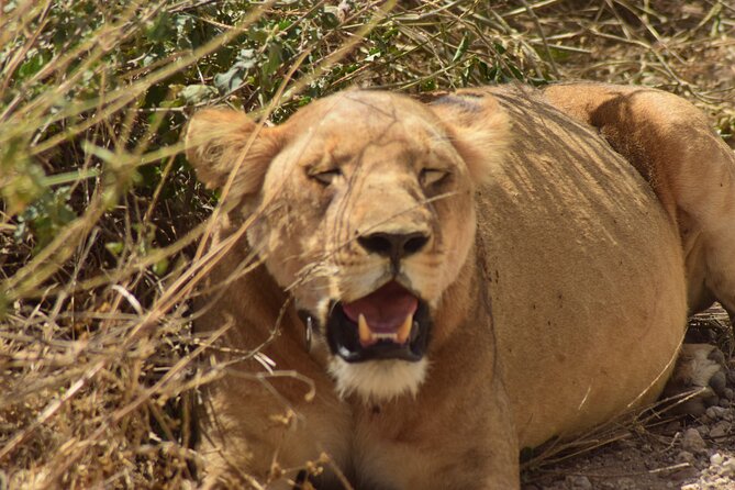 Amazing 4 Days Tanzania Budget Camping Group Joining Safari - Accommodation Details