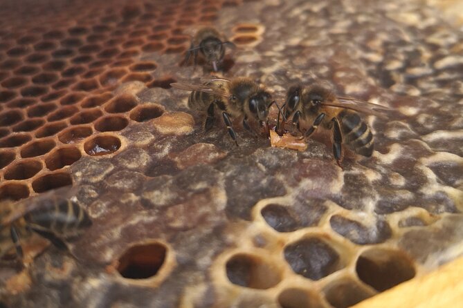 Amazing Experience With Bees, Honey and Pollen in Madeira Island - Discovering the Art of Beekeeping