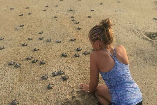 Amazing Turtle Release Tour - Guide Expertise