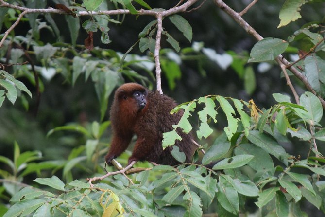 Amazon Shelter And Local Farm - Visitor Experience