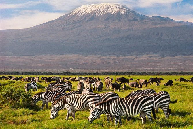 Amboseli Park & Kilimanjaro Views Day Tour - Booking and Cancellation