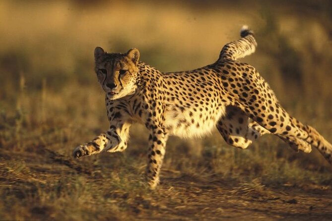 Ann Van Dyk Cheetah Centre Half-Day Tour From Johannesburg - What to Expect