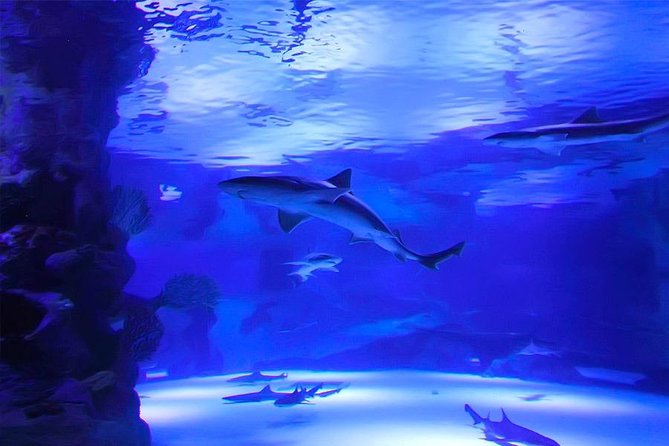 Antalya Aquarium Tour Platinium Tour - Accessibility Features
