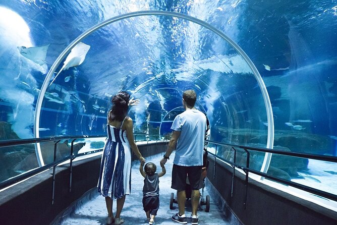 AquaRio, Museum, Boulevard Olimpico, Ferris Wheel, Transport and Tourism Guide. - Museum of Tomorrow Highlights