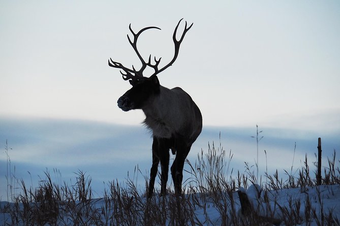 Arctic Day: Yukon Wildlife & Hot Springs Tour | Half Day - Traveler Reviews