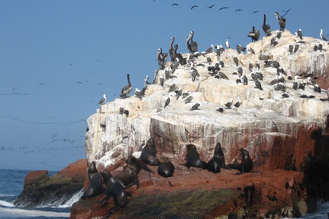 Ballestas Islands and Paracas Reserve Tour From San Martín Cruise - Guide and Organization