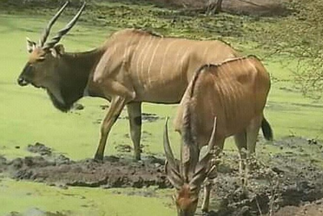 Bandia Animals Reserve Combined With the Pink Lake - Accessibility Features of the Tour