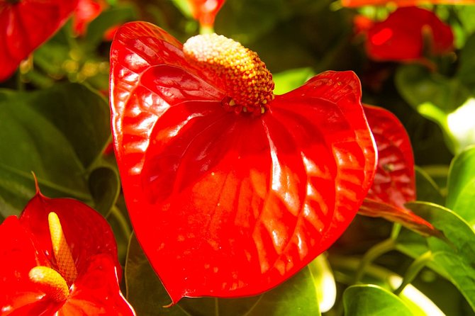 Barbados Botanical Tour - Tour Details