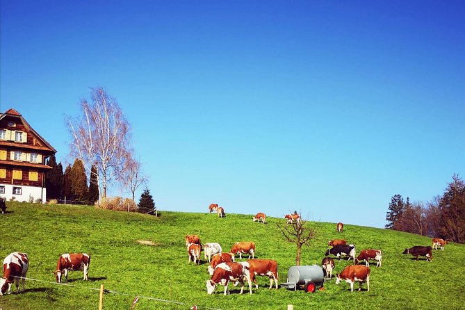 Basel Cruise Arrival Full-Day Private Tour With Transfers - Exploring Swiss Landscapes