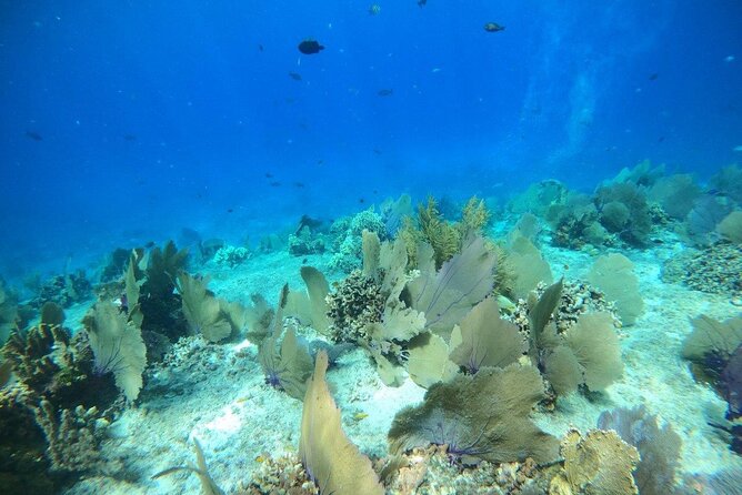 Bavarian Fiesta Snorkel Activity in Glass Bottom Boat at San Miguel De Cozumel - Traveler Reviews and Feedback