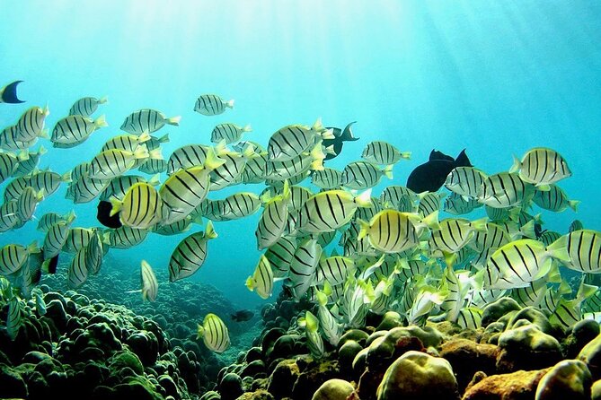 Beach Snorkel - Sea Turtle and Black Sand Lagoon - Transportation and Meeting Details