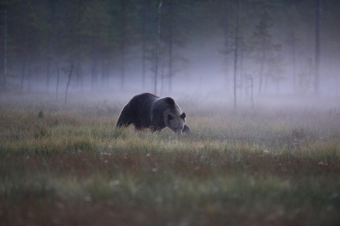 Bear Photography on Summer - Bear Photography Experience